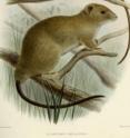 This illustration of the greater dwarf cloud rat (<i>Carpomys melanurus</i>) was published in 1898 as part of the formal description of the then new species. That description was based on the only other sighting of the mammal in 1896.