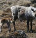 Fewer caribou calves are being born and more of them are dying in West Greenland as a result of a warming climate.