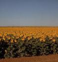 Helianthus L. - sunflower