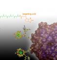 In xenon biosensors, the xenon atoms are temporarily held inside cryptophane cages. Attached linkers include a group to render the sensor soluble plus a targeting unit customized to seek out specific molecules, such as proteins on the surface of a cancer cell.