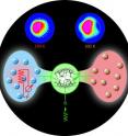 In the technique known as "temperature-controlled molecular depolarization gates," an atom of hyperpolarized xenon from the pool at left enters a cryptophane cage, center, which is part of a biosensor attached to a specific molecular target. A burst of tuned rf energy depolarizes the xenon, which is then ejected back into the pool by chemical exchange with the next incoming xenon atom. Depolarized xenon (right) stands out in the larger hyperpolarized pool and thus enhances the contrast of the nearby target molecule. At top, a phantom half-filled with agarose beads, to which biosensors are attached, shows how image contrast can be enhanced and controlled by temperature: a 6-K temperature increase quickly depolarizes the xenon in the vicinity of the target beads.