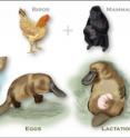 New genome research proves platypus DNA is an equally cobbled-together array of avian, reptilian and mammalian lineages that may hold clues for human disease prevention. The male platypus has venomous spurs on his hind feet with poison very similar to that of reptiles. The female lays eggs like birds and lactates to feed their young just like mammals.