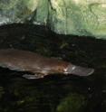 The platypus, found in eastern Australia, including Tasmania, is comfortable on both land and in water. It is one of the five species of mammals that lay eggs instead of giving birth to live young. The four species of echidna are the other mamimals that share this distinction.