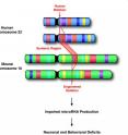 Shown here is human chromosome 22 and the piece of the chromosome missing in some patients with schizophrenia. Loss of this chromosomal piece (22q11) is the only known recurrent copy number mutation associated with schizophrenia. The corresponding region on mouse chromosome 16 is indicated along with the position of the engineered deletion in the mouse model. The engineered deletion results in alterations in microRNA production and as a result neuronal and behavioral deficits.