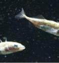 Follow that fish -- threespine sticklebacks that were used in the experiments.