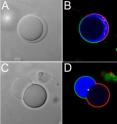 The model cell developed in the lab of Christine D. Keating at Penn State uses as the cytoplasm a solution of two different polymers, PEG and dextran (Panel A).  The image in Panel B is the image in Panel A highlighted with fluorescent dyes.  The blue region is PEG, which is concentrated in the outer polymer solution; the green area is the portion of the membrane that contains PEG groups, which interact with the contents of the cell; and the red area is the portion of the membrane with fewer PEG groups, which interact with the contents of the cell to a lesser extent.  After exposure to a concentrated solution of sugar, the cell converted to a budded form (Panel C).  A dextran-rich mixture filled the bud, while a PEG-rich mixture remained inside the body of the cell.  Panel D shows the image in Panel C highlighted with fluorescent dyes.  The blue area is the PEG-rich region.  This new structure exhibits polarity both in the membrane and in the aqueous interior of the model cell.