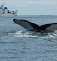 NOAA ship Oscar Dyson stands watch as researchers gather information from humpback whales. Humpback whale flukes, like the one shown here, are unique to each animal just like a fingerprint.  This whale could be identified thousands of miles away by its distinctive markings.