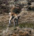 Caribou in West Greenland, where they are struggling to locate nutritious food during calving season.