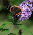The Butterfly bush was introduced to Europe about one hundred years ago from China and has been cultivated since then.