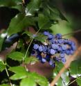 The Oregon grape (Mahonia aquifolium) originates from the West of the USA. In Oregon, the evergreen bush is even the official plant of the US Federal State and is therefore also known as "Oregon grape." But now it grows also in Europe.