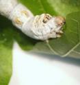 Silkworm eating mulberry leaf.