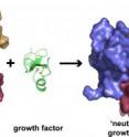 How Argos, a fruit fly protein, acts as a "decoy" receptor, binding and neutralizing growth factor molecules (green) that promote the progression of cancer