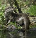 Genetic analyses of the feces could prove to be a promising approach when investigating otter populations, as researchers have written in the scientific journal Conservation Genetics.