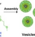 Double hydrophilic block copolymers containing glucose functionalities form vesicles in aqueous solutions with sugar groups on their surface. Small vesicles form large aggregates with glucose-binding lectins or cells, whereas larger vesicles form discrete complexes. The language of association between cells and vesicles was demonstrated, and information transfer was shown by dye transport from vesicle to cell through glycopolymer links.