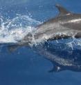 The Northeastern Offshore Spotted Dolphin  has a falcate, or sickle-shaped dorsal fin and light spotting on the belly.
