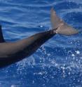 The Eastern Spinner Dolphin is distinguished by its triangular dorsal fin and uniform gray color