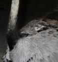 Two of the four new rhea chicks at the Smithsonian's National Zoo nest in the feathers of their father. The chicks hatched on April 20 and were the first rhea chicks to hatch at the National Zoo in 30 years. Dedicated fathers, it is the male rhea who incubates the eggs and protects the chicks after they hatch. The Zoo is now home to a total of seven rheas: a male, two females, and the four new chicks.