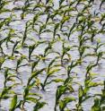 Cool temperatures and the third wettest January-April since 1895 in Illinois have led to delays that are undercutting potential yields.