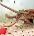 The octopus learns to avoid attacking a red ball because he gets a mild electric shock.