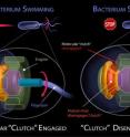 Swimming helps bacteria look for food, escape bad conditions and disperse their genes. But when a bacterium needs to stop swimming, it produces a free-floating clutch (a protein shown in red), that sits down on a gear-like ring (orange), moving that gear away from the engine that spins the bacterium's flagellum. By disengaging the engine from the flagellum's other moving parts, the flagellum's tail is no longer driven to spin.