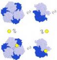 Morphlock-1 (yellow) binds the inactive form of a protein known as PBGS, an enzyme used by nearly all living things. The functioning form of PBGS is built from eight identical component parts, in what is called an octamer configuration (pink).   The hexamer configuration (blue) is made of six parts and serves as a