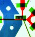 An image of the microchip filled with dye to show the loading regulator (left green channel), temperature control (blue channel), detection zone (center black grates) and outlets (right red channels). The outlet channels are 100 microns wide.