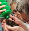 Walter Leal, professor of entomology and chemical ecologist at the University of California, Davis, receives a handful of Japanese beetles (<i>Popillia japonica</i>). Through his research into the beetles' sex pheromones, Leal and his team have isolated, identified, cloned and expressed a pheromone-degrading enzyme that could be manipulated to keep males from finding and mating with females. This discovery could lead to important applications in controlling Japanese beetles, invasive pests that have threatened US agriculture since 1916.