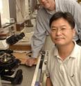 Pheromone research of Drs. Dean Smith and Tal Soo Ha with fruit flies could eventually lead to new ways to manipulate the actions of harmful insects.