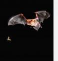 When a bat pursues prey such as a moth, it computes the 3-D location of objects in its environment from information carried by the echoes of its voice.