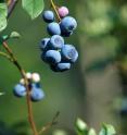 A newly released southern highbush cultivar called Biloxi ripens earlier than most other blueberries and is adapted to the Gulf Coast.