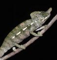 Adult male Labord's chameleon (Furcifer labordi) from Ranobe, Southwestern Madagascar.