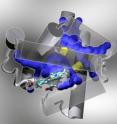 Dynamic pathways for ligand migration between solvent and a binding site in the oxygen-storage protein myoglobin are shown. The pathways are not seen in the static structure, but come about though thermal fluctuations modeled by molecular dynamics simulations. Pathways and connecting gateways are respectively shown in blue and yellow. Protein helical structural elements and connecting loops are represented by grey colored cylinders and rope. The iron-atom binding site -- buried and inaccessible to solvent in the static structure -- is shown as a stick figure model.