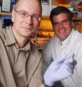 Georgia Tech professors David Collard (left) and Andrés García display a piece of titanium coated with a thin, dense polymer that enhances bone formation around the metal after implantation.