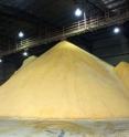 Tons of distiller's dried grains being held in storage at the ethanol plant in West Burlington, Iowa.