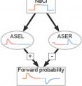 A spike in salt concentration in ASEL (left neuron) activates expression that leads a worm to proceed in a straight line. A dip in salt levels in ASER (right neuron) turns on a negative reaction that tells a worm to change to a turning movement to look around.