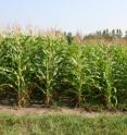 Currently, living mulch negatively impacts yield. The corn on the left is not competing with ground cover. The corn on the right, which has living mulch between the rows, must compete for water and nutrients. Once researchers find the right combination of corn and ground cover, they believe yields will not be impacted, and soil quality will be maintained.