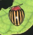 Colorful beetle may indicate useful plant chemicals.