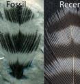Striped fossil feather and recent woodpecker feather. Under the scanning electron microscope there are melanosomes in the dark but not the light areas (left arrows) of the fossil. For comparison, melanosomes from a broken black feather and a white feather are shown (right arrows).
