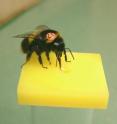 A bee feeds off an artificial flower.