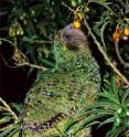 The nocturnal Kakapo, one of the nine bird species in the study, probably recognizes fruit according to their aroma. The same applies to the brown kiwi of New Zealand.