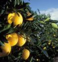 Navel oranges growing in Florida.