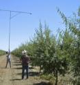 Measurement of canopy cover on 2-year-old almond orchard using the TetraCam camera on a 6.1-m stand.