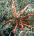 Large red sea spider (<I>Arthropoda pcynogonida</I>) walking over white hydroid at 25 m. Antarctic sea spiders can be up to 500mm across and have up to 12 legs.