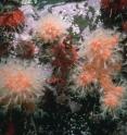 A group of sea urchins and soft corals photographed in Spring 1998 in the shallows (12m) at Rothera Research Station on the Antarctic Peninsula.