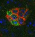 The hub cells found at the tip of Drosophila testis are outlined with DE-cadherin (shown in red). A lineage tracing strategy, which marks somatic stem cells and their offspring with green flourescent protein, revealed that these cells are direct descendants of somatic stem cells.