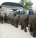 Elephants with their Mahouts.