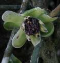 By hand pollinating the rare vine Austrobaileya, whose flower is seen here, University of Tennessee, Knoxville, researcher Joe Williams uncovered new information about the origins of flowering plants' incredible diversity.