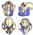 This image shows how the pieces of the skull of Hadropithecus fit together (in front, superior, inferior, and left lateral views).  The white portions are original fossils discovered in 1902.  The areas colored red are the frontal fragments excavated in 2003.  The regions shown in blue were created by making a mirror image from the opposite side of this skull.  The gray section was reconstructed with wax from the 3-D stereolithography print.  The scale bar is 10 mm.