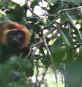 This image shows a contemporary red-ruffed lemur living in Madagascar.  This species is much smaller than the extinct Hadropithecus (about 9 lbs versus 65 lbs), with a longer face and with tree-climbing adaptations in its limbs.  Hadropithecus had a more monkey-like face and lived mostly on the ground.
