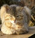 The European wildcat (Felis silvestris silvestris) is a shy inhabitant of forests and avoid any source of noise like streets or settlements. The European wildcat (Felis silvestris silvestris) is a shy inhabitant of forests and avoid any source of noise like streets or settlements.